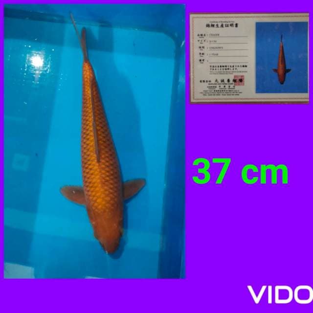 chagoi 37 cm sip
