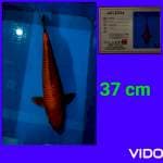 chagoi 37 cm sip
