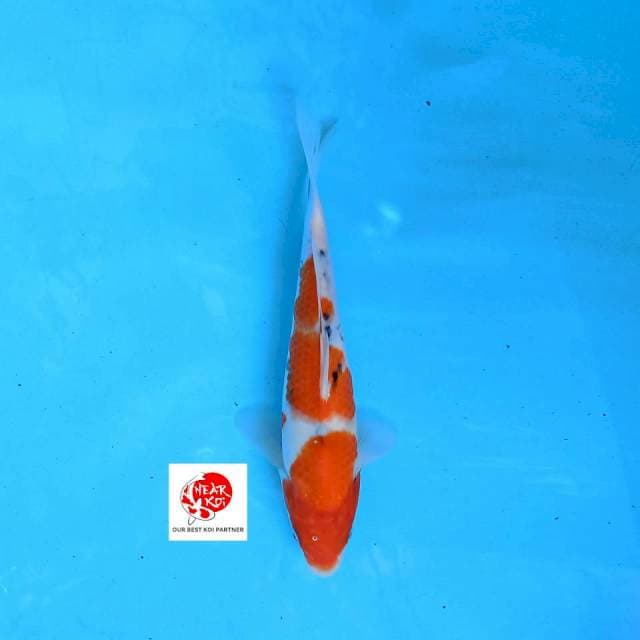 Sanke 25 cm