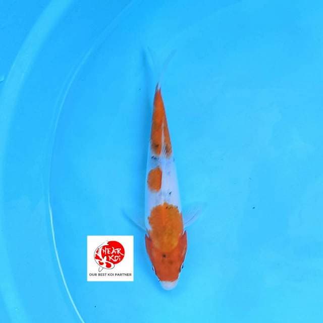 Tategoi Showa 20 cm