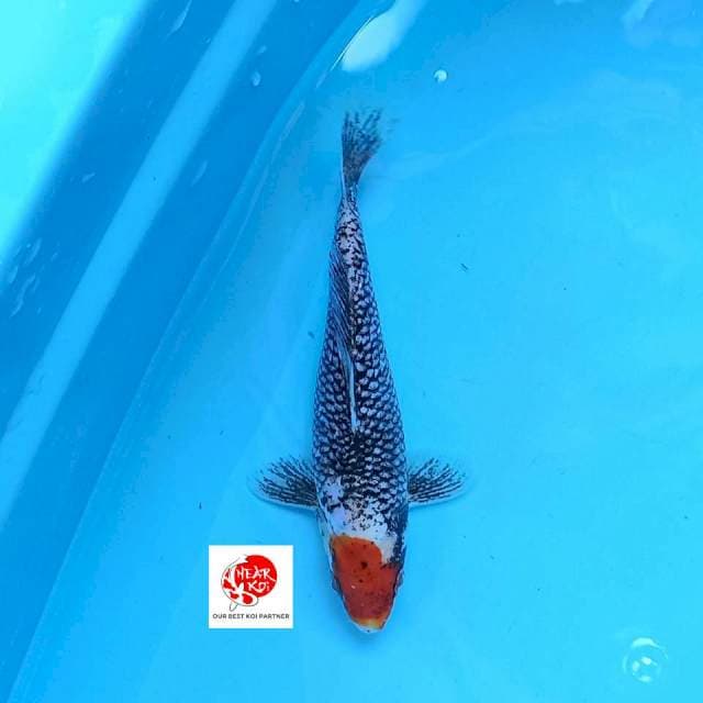 Tancho Matsukawabake 19 cm