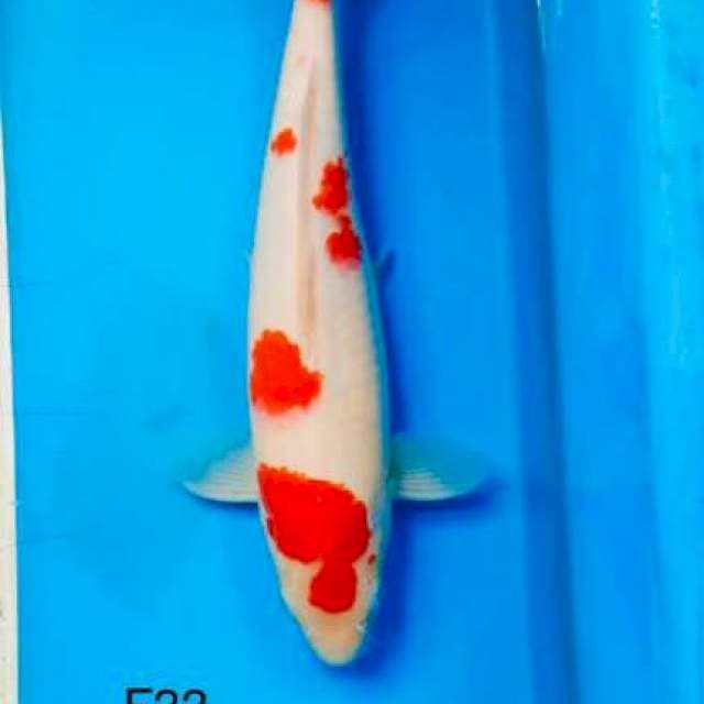 Kohaku, 33cm female