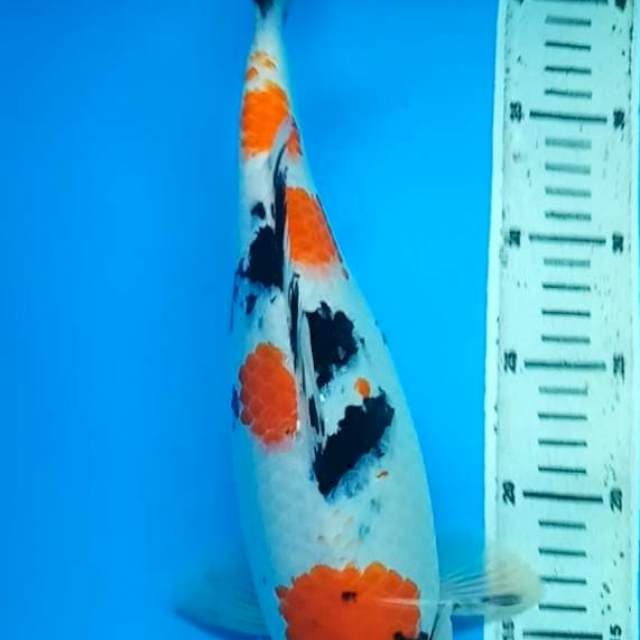 SANKE PUNUK 35 Cm
