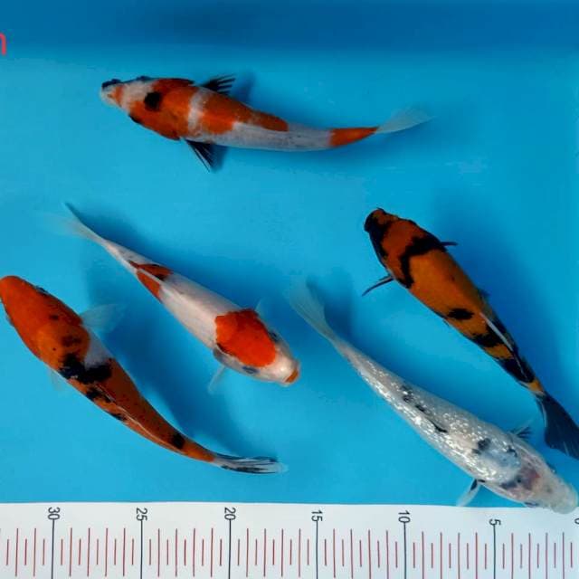 Mix 5 ekor 18-20cm