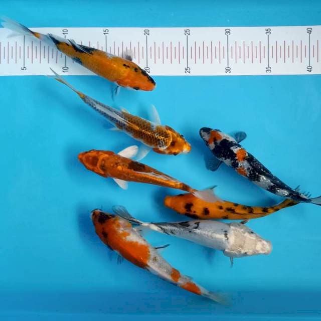 Mix 15-20cm 7ekor