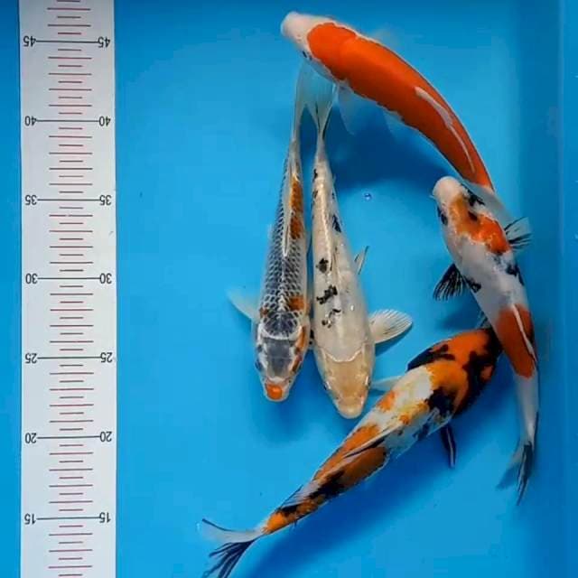 Mix 20-23cm 5ekor