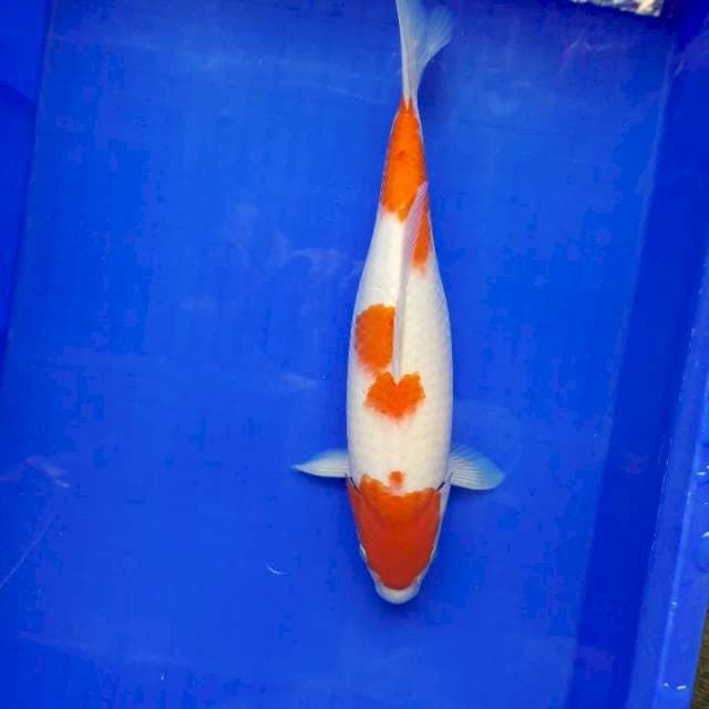 Kohaku 36cm fml