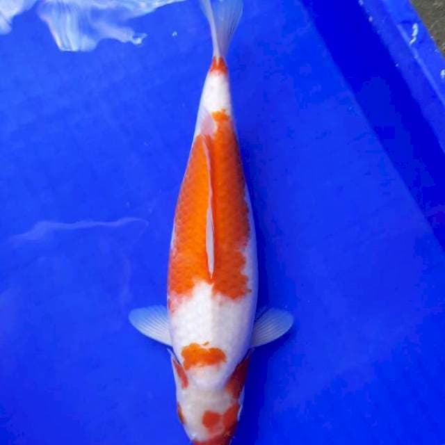 Bulky kohaku 35cm fml