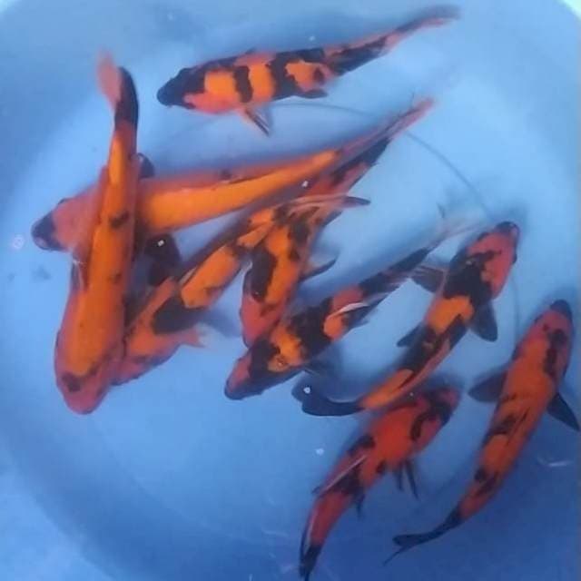 Utsuri 9 ekor
