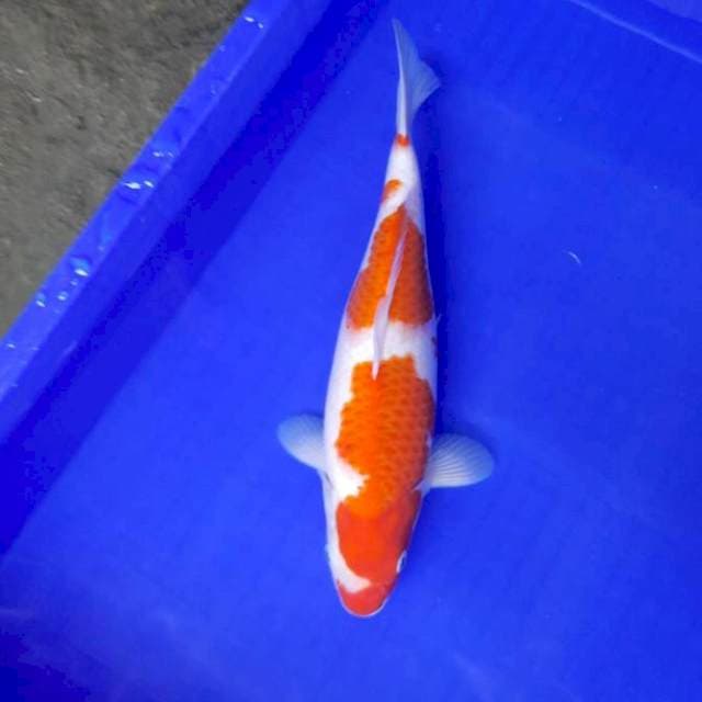 Kohaku 34cm Fml