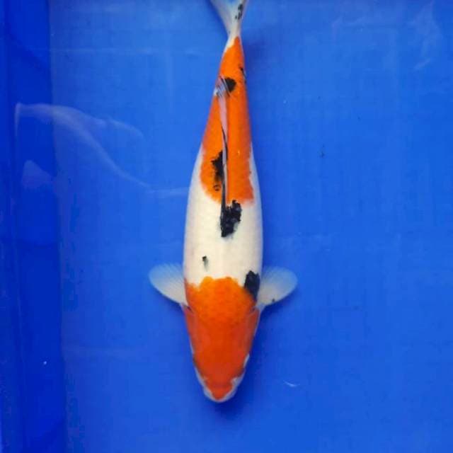 Nidan Sanke 34cm Female