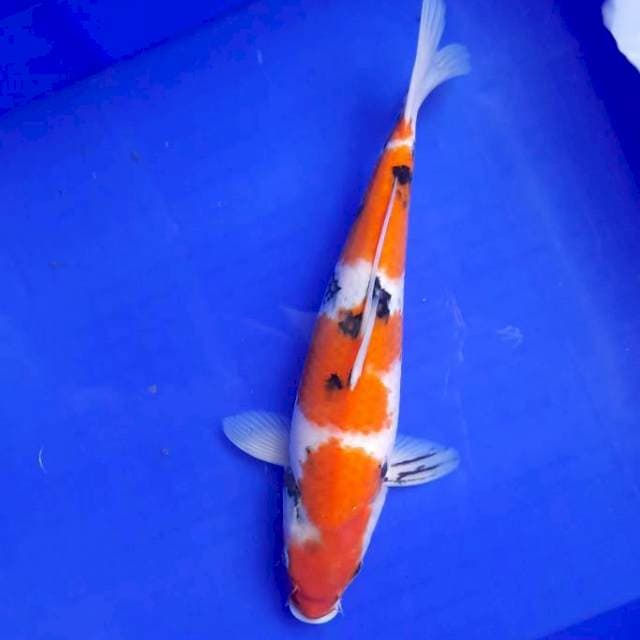 Sanke 32cm Male