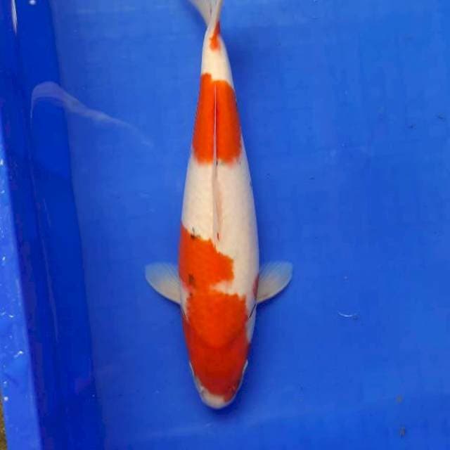 Tategoi sanke 32cm Fml