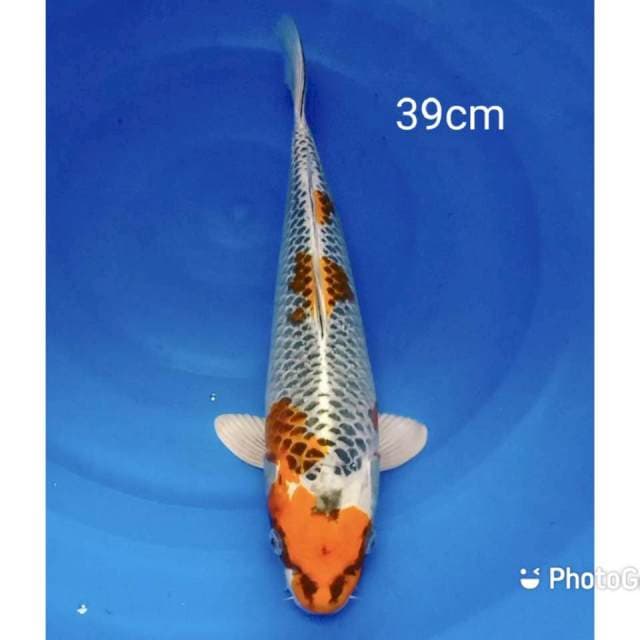 Kujaku 39cm