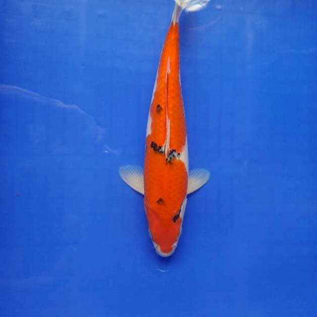 Tategoi Sanke 29cm Fml