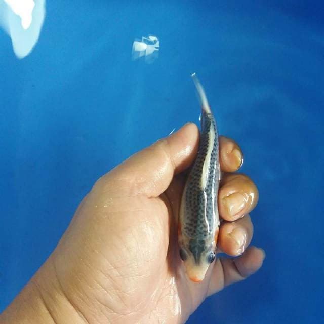 F1 asagi kucibeni 10cm
