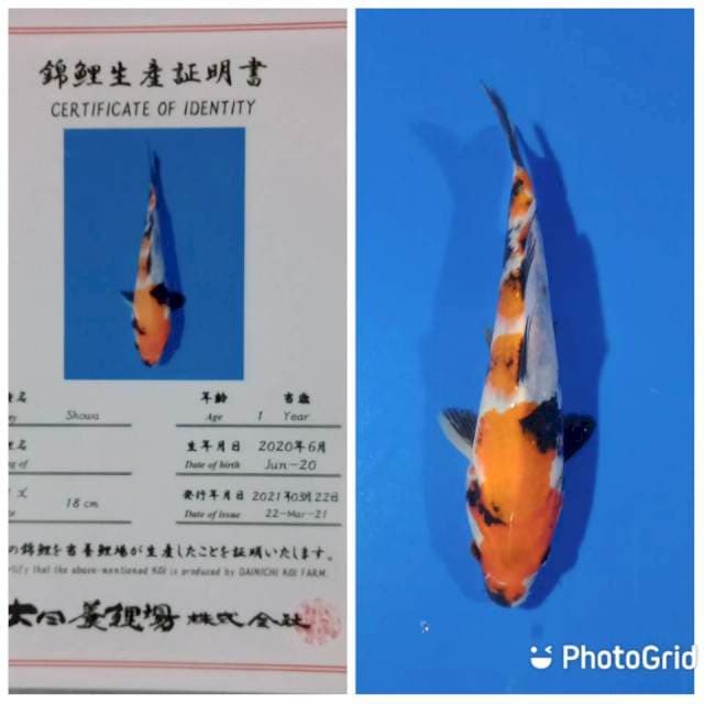Showa tosai dainichi