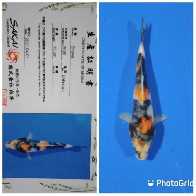 Showa tosai sakai