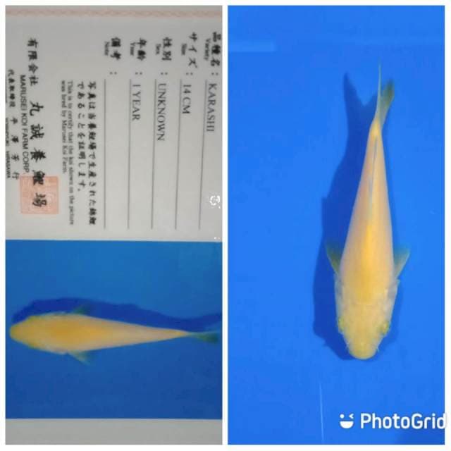 Karashi tosai marusei