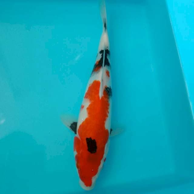 Sanke 30 cm