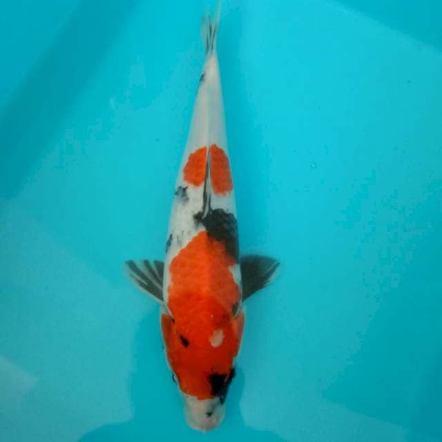 Showa 30 cm