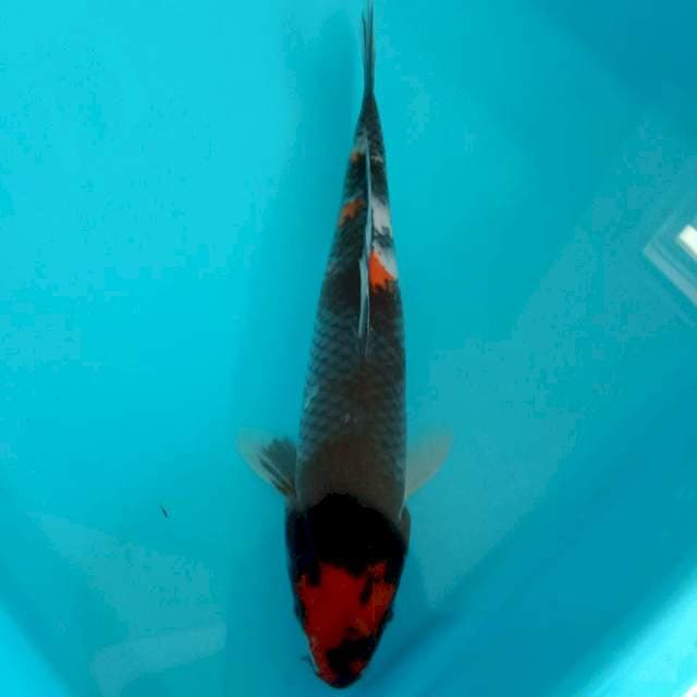 Showa 27 cm