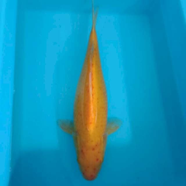 Karashi 38 cm