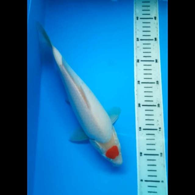 TANCHO BULKY PUNUK 32 Cm, JANTAN