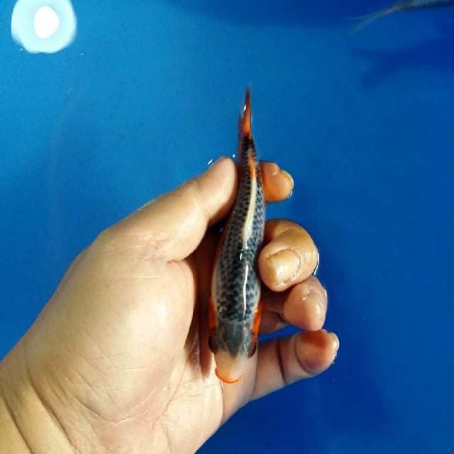 F1 ASAGI 12CM