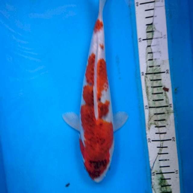GOROMO 30 cm