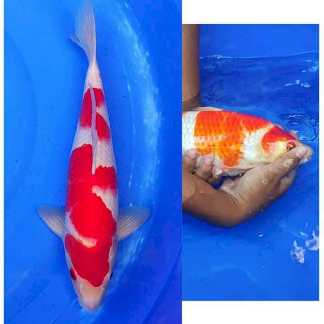 HQ Kohaku Strong Berpunuk 35cm (F)