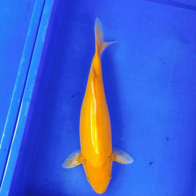 Karashi bulki munuk 40cm