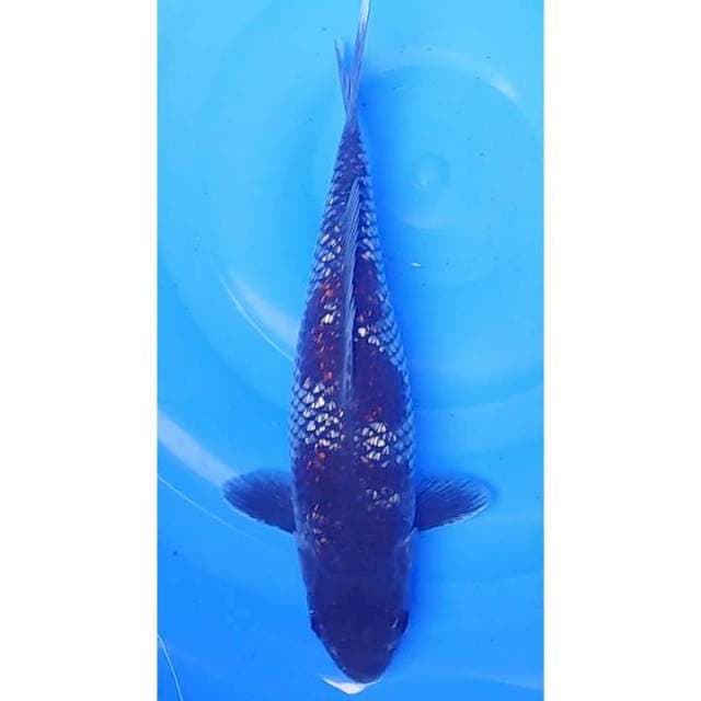 Ochiba Sigure Ginrin Full 32cm (F)