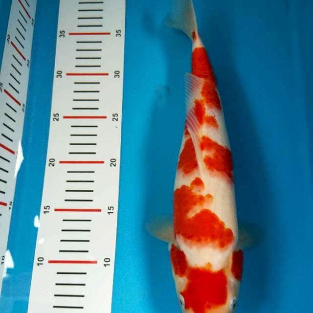 Kohaku sisik merah merona