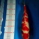 Kohaku sisik merah merona 