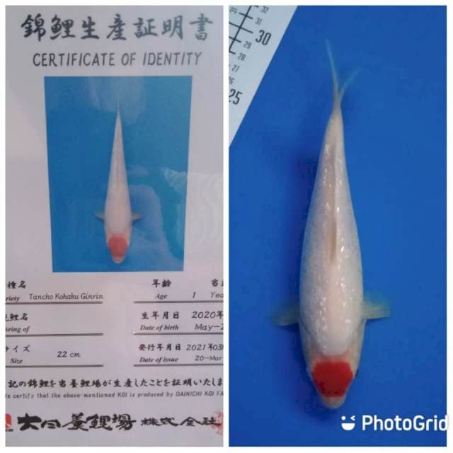 Tancho ginrin kohaku