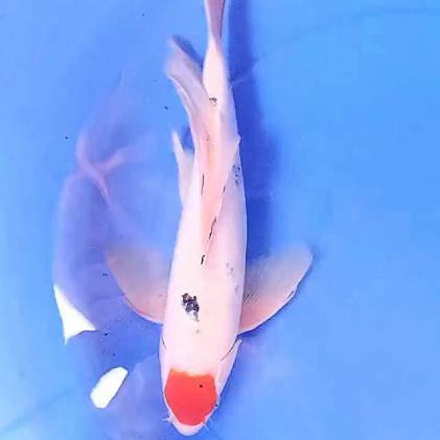 Kumpay 37 cm