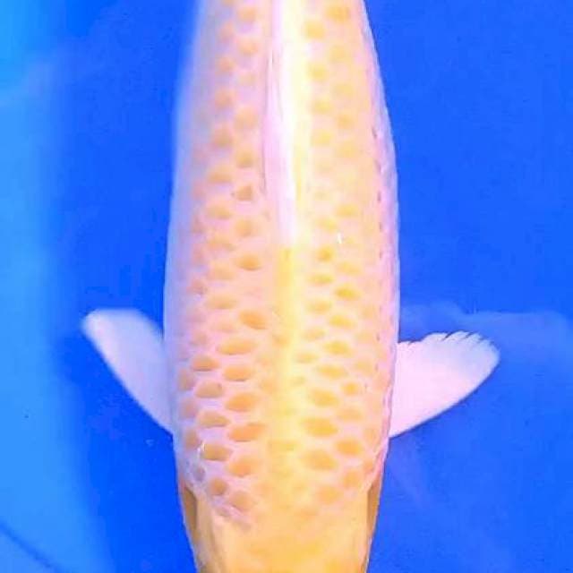 Ogon body terpedo 41 cm