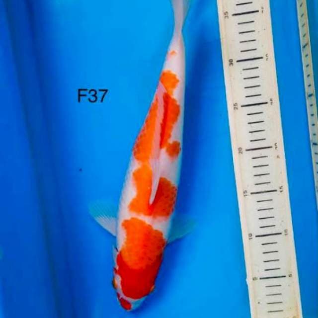 Kohaku, 37cm female