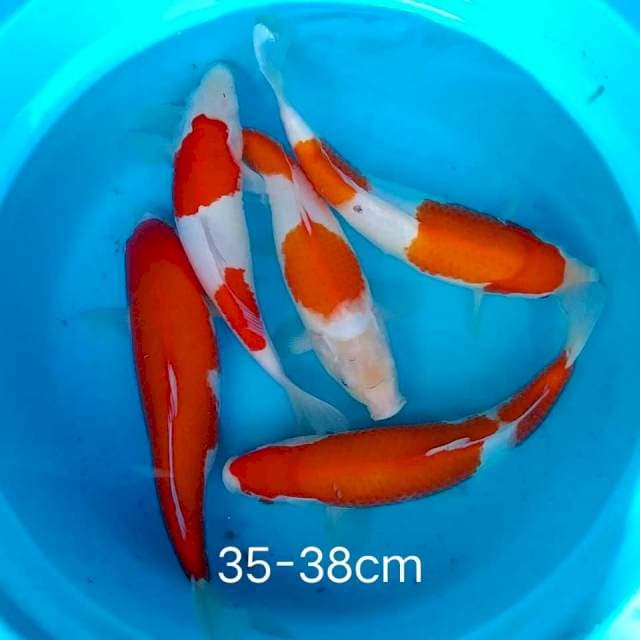 Kohaku 35-38cm