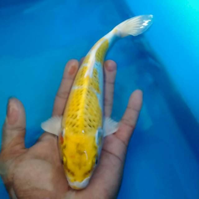 Yamabuki 23cm