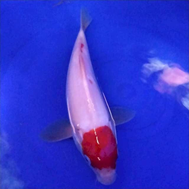 Tanco 25cm