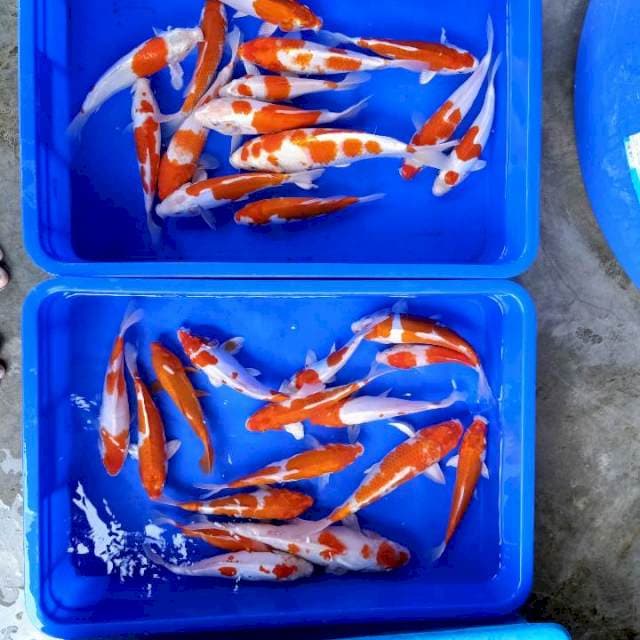 Paket doitsu 20_30cm 30ekor