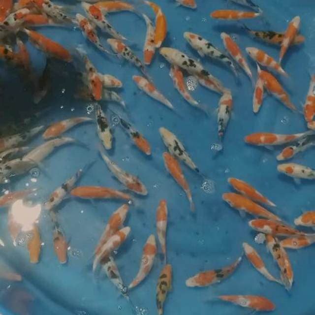 Paket mix bagus 118 ekor