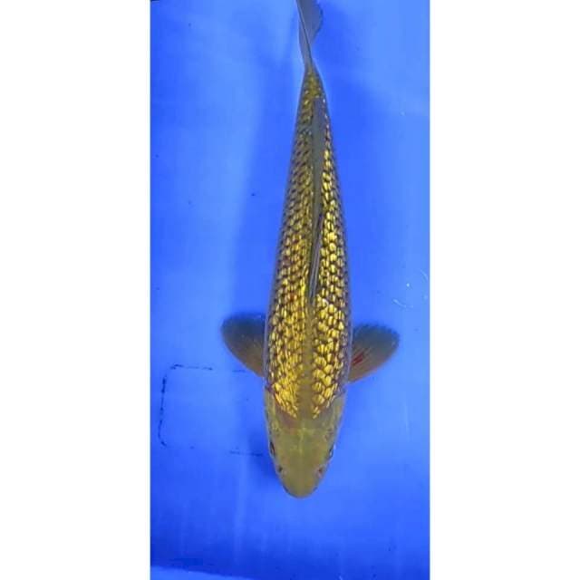 1. Cagoi ginrin -31cm -jantan