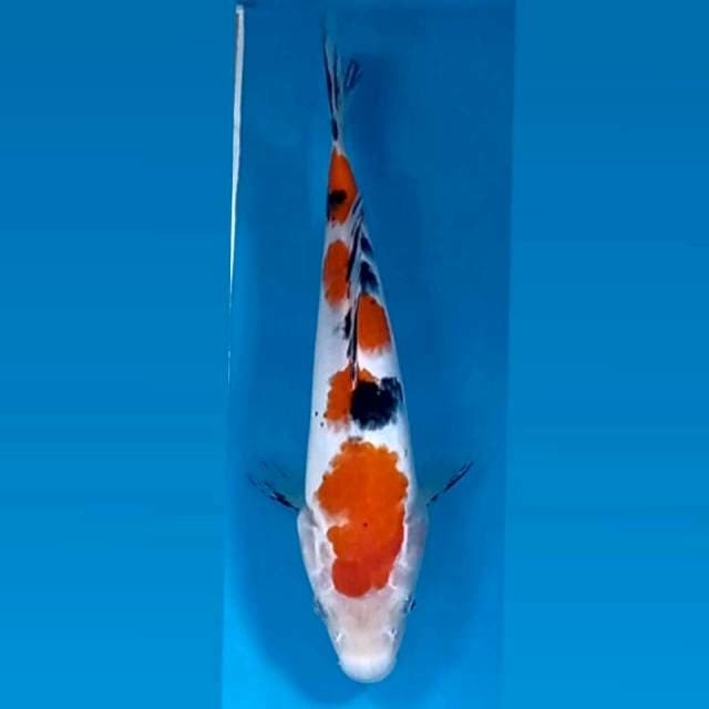 Sanke, 22 cm