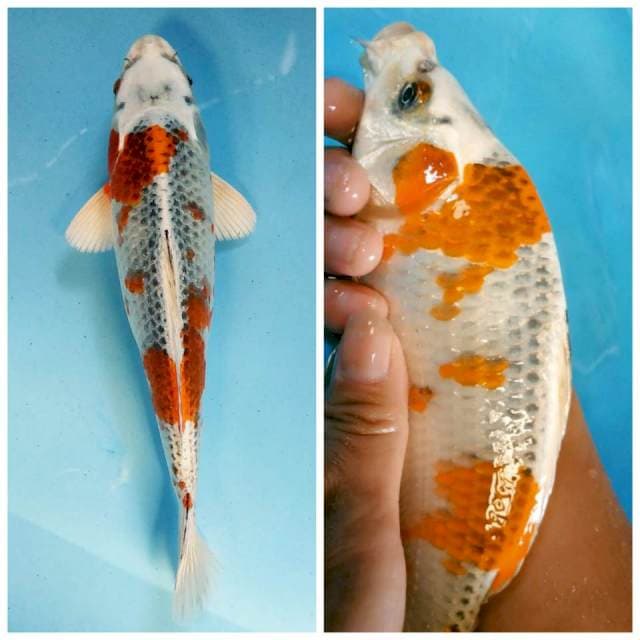 Kujaku Strong Punuk 25cm