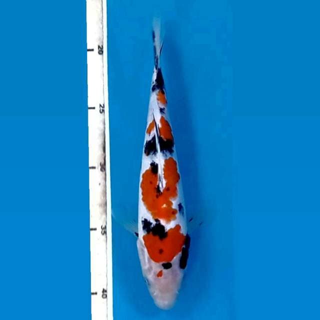 Sanke, 22 cm