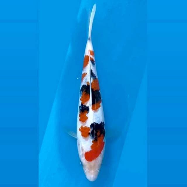Sanke, 20 cm