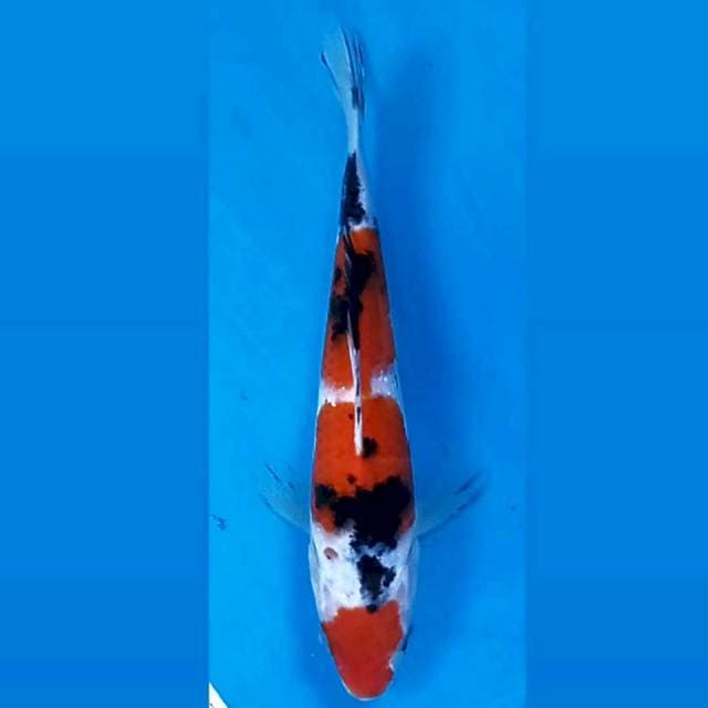 Sanke, 18 cm